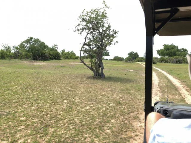 [北欧とアフリカを巡る年末年始の冒険旅行記：サファリ編31] やる気ゼロ（笑）の百獣の王ライオン