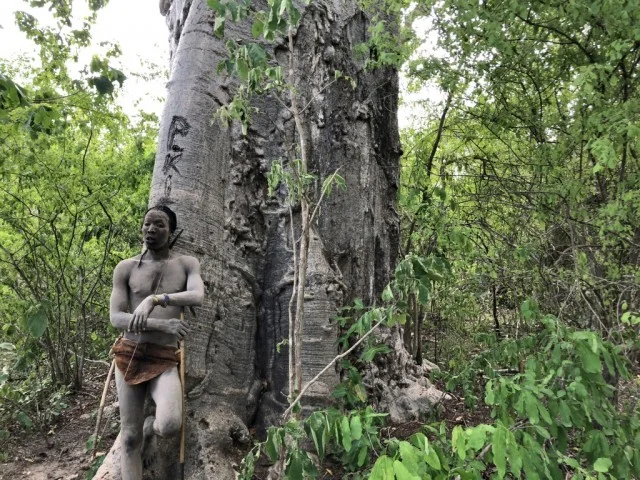 [北欧とアフリカを巡る年末年始の冒険旅行記：サファリ編40] ベルベット生地のような肌触りのバオバブの実