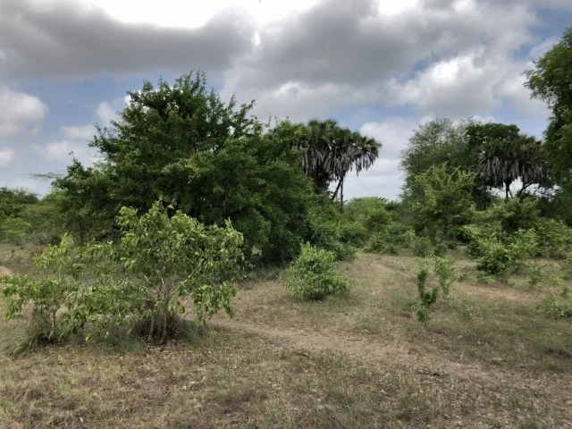 [北欧とアフリカを巡る年末年始の冒険旅行記：サファリ編41] アフリカの大地で火を灯す。