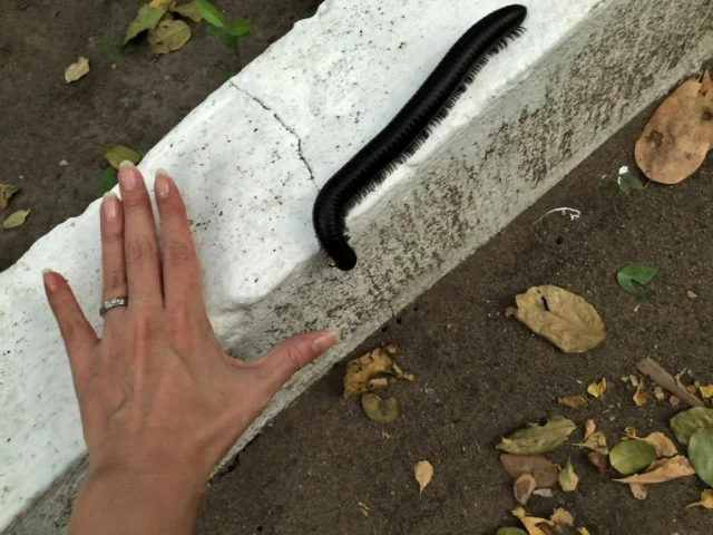 [北欧とアフリカを巡る年末年始の冒険旅行記：サファリ編45] あけましておめでとうございます＠アフリカ