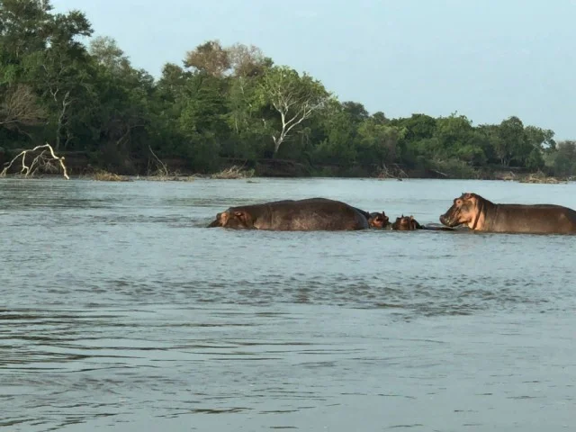 [北欧とアフリカを巡る年末年始の冒険旅行記：サファリ編48] セルー動物保護区の入り口