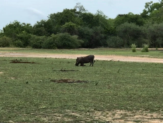 [北欧とアフリカを巡る年末年始の冒険旅行記：サファリ編58] セルー、そしてタンボとのお別れ。