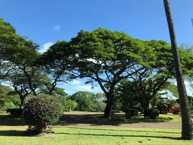 [ハワイ最後の楽園「モロカイ島」旅行記32] おはよう！今日はお天気良さそう♪