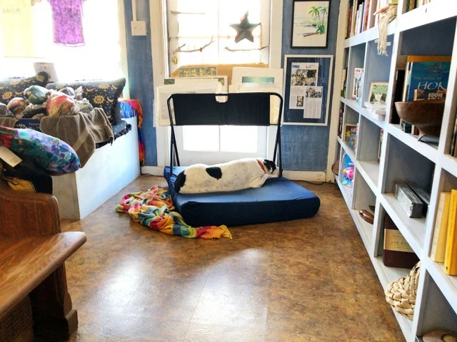 [ハワイ最後の楽園「モロカイ島」旅行記39] モロカイ島のおしゃれな雑貨屋＆本屋さん「Kalele Bookstore」の看板犬