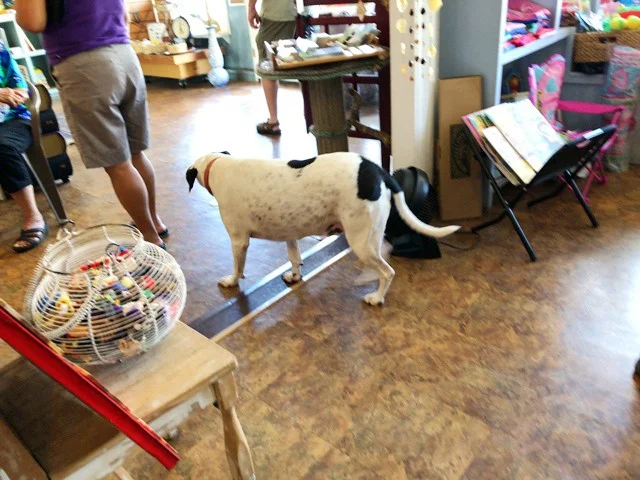 [ハワイ最後の楽園「モロカイ島」旅行記39] モロカイ島のおしゃれな雑貨屋＆本屋さん「Kalele Bookstore」の看板犬