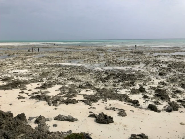 [北欧とアフリカを巡る年末年始の冒険旅行記：ザンジバルビーチ編21] どんどん干上がっていくジャンビアニビーチの海岸線。