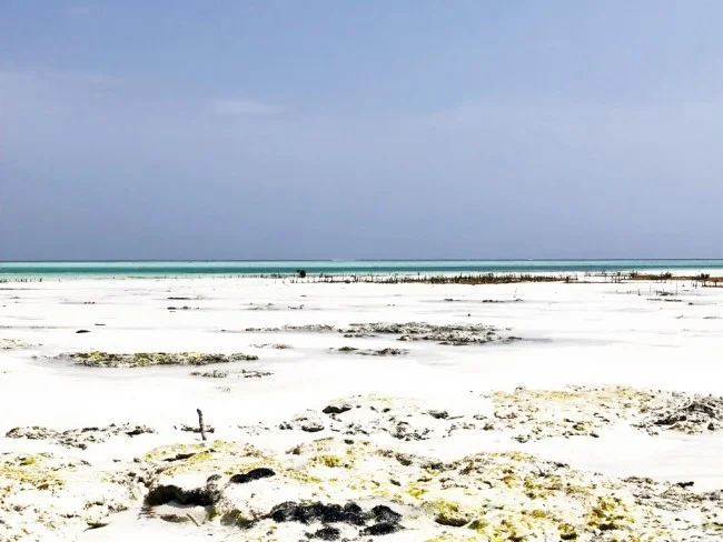 [北欧とアフリカを巡る年末年始の冒険旅行記：ザンジバルビーチ編22] キレイだけじゃない。そこに人の生活があるビーチの風景。