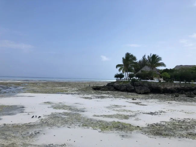[北欧とアフリカを巡る年末年始の冒険旅行記：ザンジバルビーチ編24] ジェッティバーでハンモックに揺られて