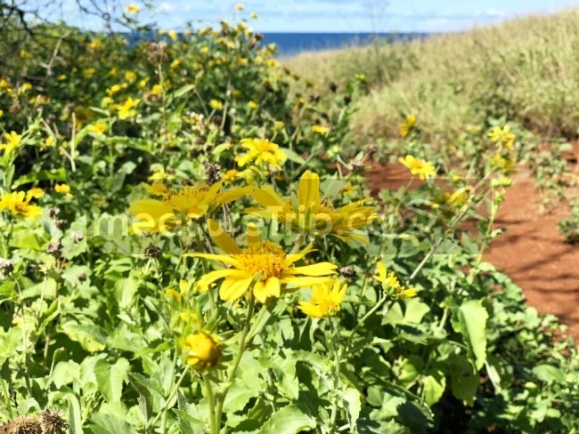 [ハワイ最後の楽園「モロカイ島」旅行記64] おはよう！今日は晴天！これが本当のモロカイ島だよ♪