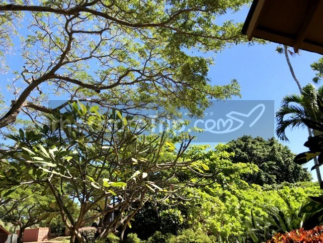 [ハワイ最後の楽園「モロカイ島」旅行記65] 太陽の光って大事。晴れたパポハクビーチ