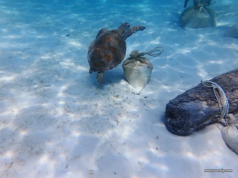マレーシアで一番美しいレダン島の絶景ビーチ！ウミガメにも会える♪