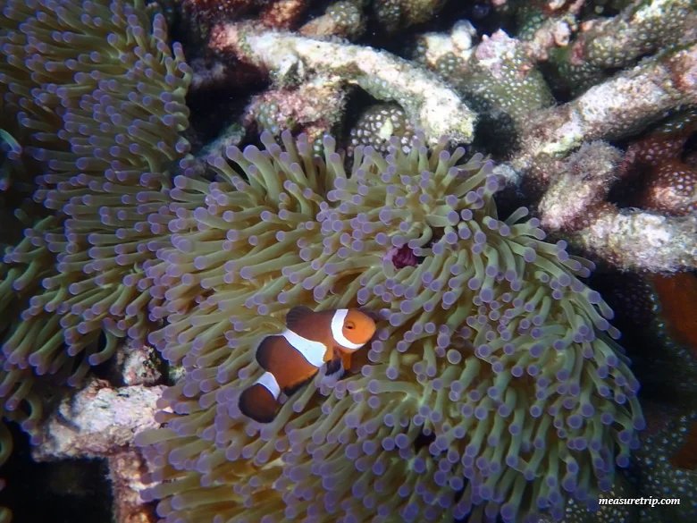 マレーシアで一番美しいレダン島の絶景ビーチ！ウミガメにも会える♪