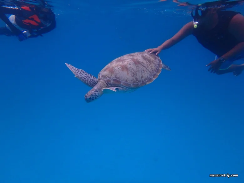 マレーシアで一番美しいレダン島の絶景ビーチ！ウミガメにも会える♪