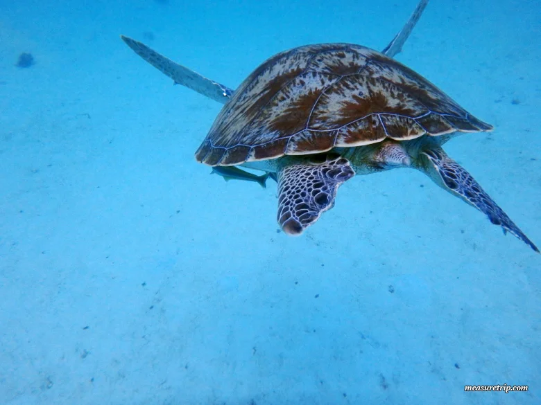 マレーシアで一番美しいレダン島の絶景ビーチ！ウミガメにも会える♪