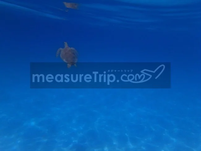 [マレーシアの秘境離島・レダン島GW旅行記30] 本当だ！ウミガメが居る！