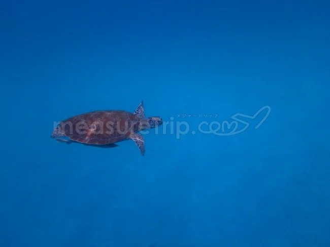 [マレーシアの秘境離島・レダン島GW旅行記37] ウミガメと泳ぐ＠レダン島の海