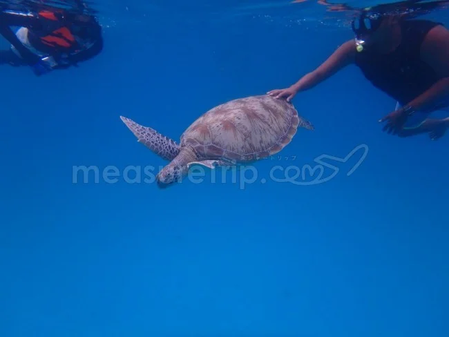 [マレーシアの秘境離島・レダン島GW旅行記37] ウミガメと泳ぐ＠レダン島の海