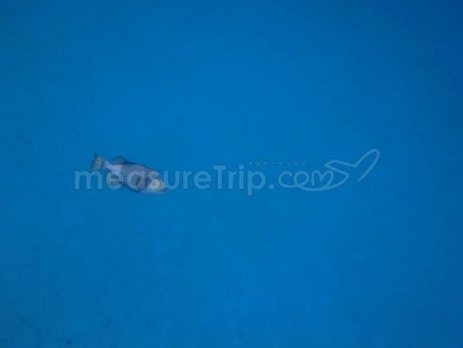 [マレーシアの秘境離島・レダン島GW旅行記37] ウミガメと泳ぐ＠レダン島の海