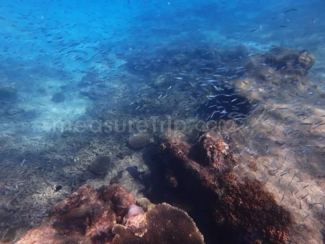 [マレーシアの秘境離島・レダン島GW旅行記45] ミヅキに泳ぎ方教えたら、気分が悪くなった？（汗）