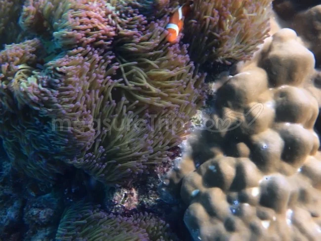 [マレーシアの秘境離島・レダン島GW旅行記45] ミヅキに泳ぎ方教えたら、気分が悪くなった？（汗）