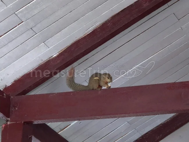 [マレーシアの秘境離島・レダン島GW旅行記47] レストランに猿とリス。