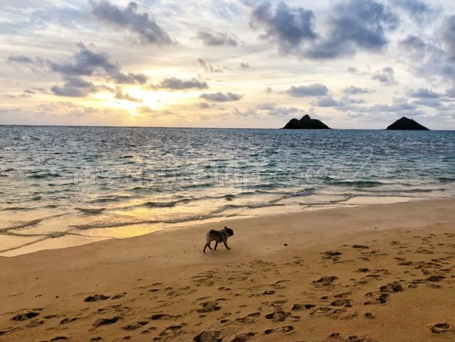 【海外旅行LIVE | 18年7月22日】ラニカイビーチを散歩するイヌ
