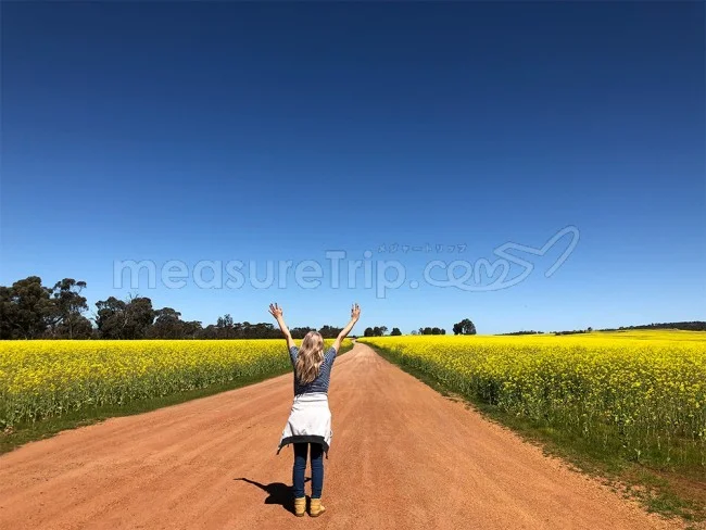 【海外旅行LIVE | 18年9月18日】菜の花畑の真ん中で。