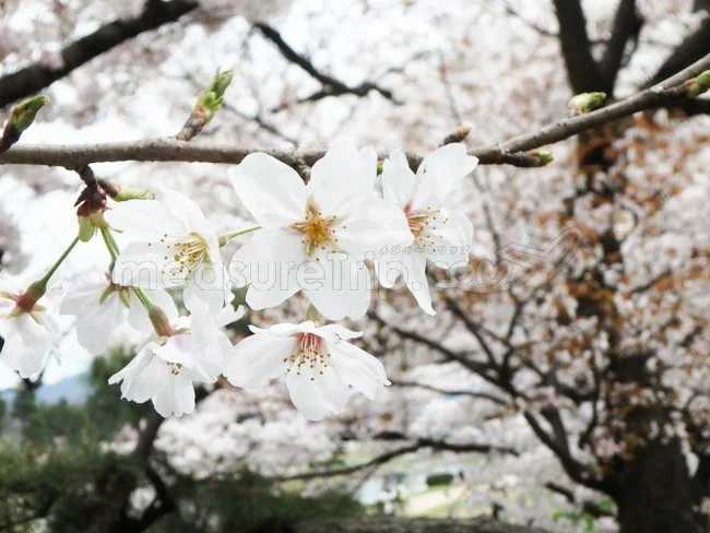 京都の年間の天気（気候）と旅行に最適なベストシーズン！