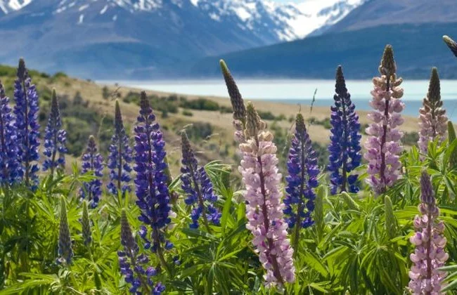 ニュージーランドの年間の天気(気候)と旅行に最適なベストシーズン!