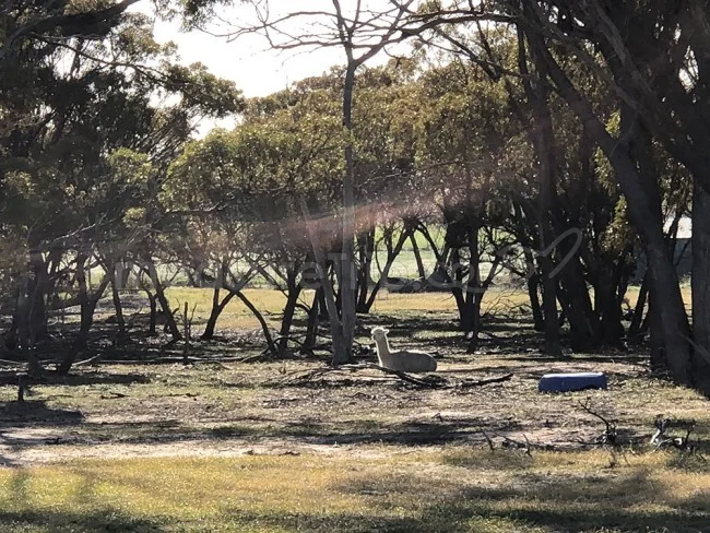 [野生のカンガルーがいる世界一のビーチを目指して！西オーストラリア・ロングドライブ旅行記51] ファームステイの醍醐味・絶景の中でお散歩