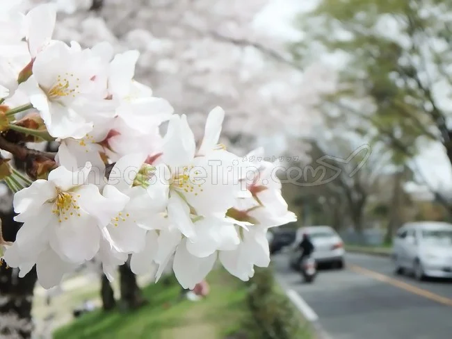 【京都観光】隠れた名所・京都人の私が一番好きな「桜の名所」【京都案内 おすすめ】