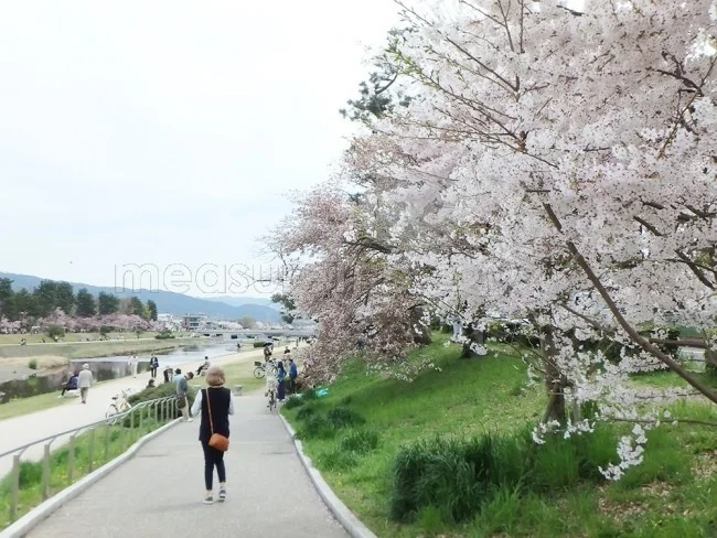 【京都観光】隠れた名所・京都人の私が一番好きな「桜の名所」【京都案内 おすすめ】