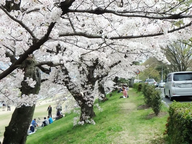【京都観光】隠れた名所・京都人の私が一番好きな「桜の名所」【京都案内 おすすめ】