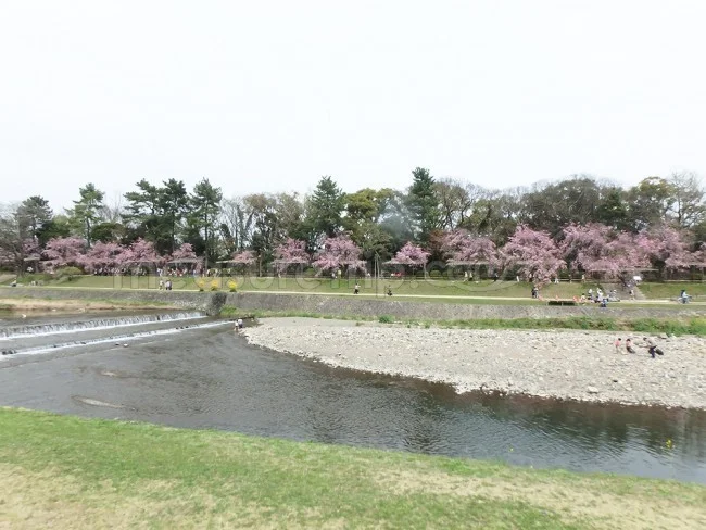 【京都観光】隠れた名所・京都人の私が一番好きな「桜の名所」【京都案内 おすすめ】