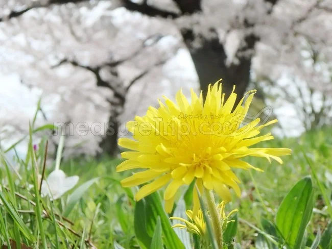 【京都観光】隠れた名所・京都人の私が一番好きな「桜の名所」【京都案内 おすすめ】