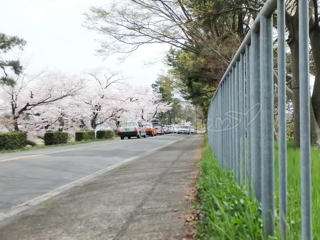 【京都観光】隠れた名所・京都人の私が一番好きな「桜の名所」【京都案内 おすすめ】