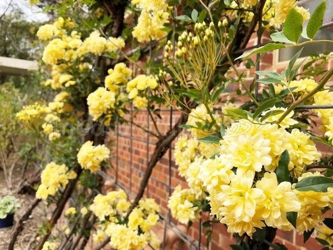 レーベンズソープでDevonshire tea(デボンシャーティー)体験