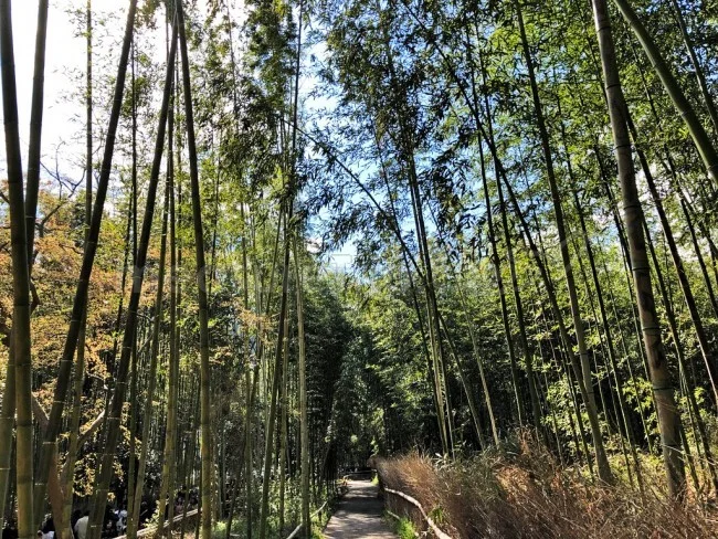 えびす屋さんの人力車で京都・嵐山観光＆京都の四季を満喫！【京都観光】