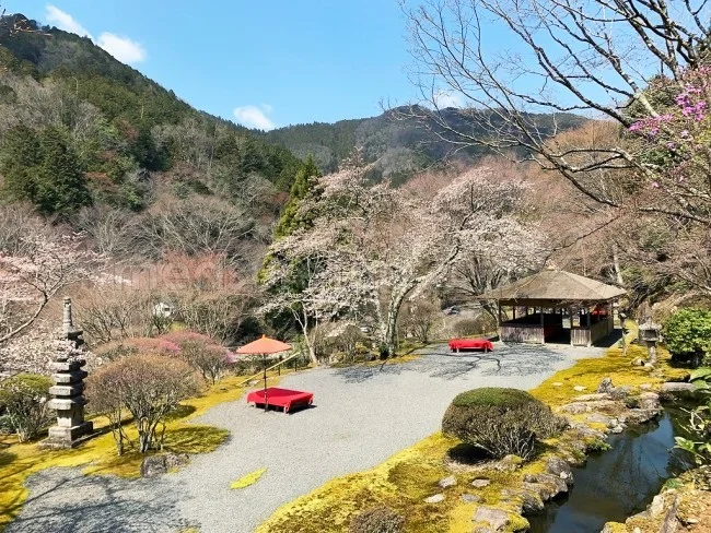 入場一日100人限定！超レアな「白龍園」一般公開【京都観光】