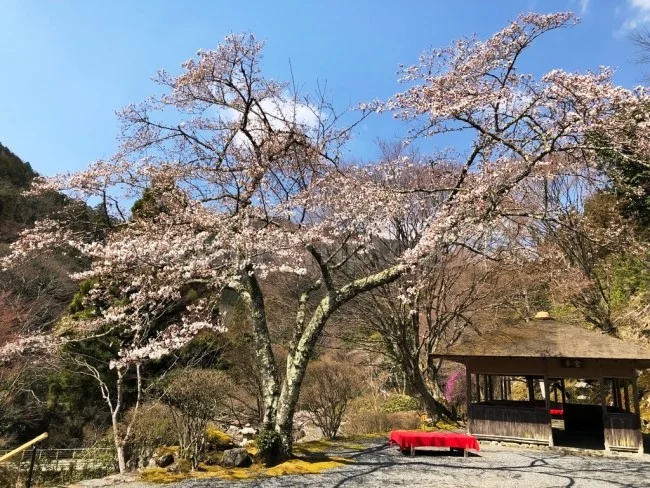 入場一日100人限定！超レアな「白龍園」一般公開【京都観光】