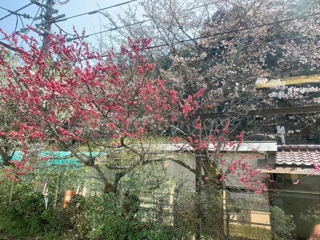 叡山電鉄で京都の鞍馬・貴船・洛北観光へ！京都市内からは何分？【京都観光】