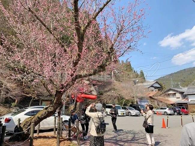 叡山電鉄で京都の鞍馬・貴船・洛北観光へ！京都市内からは何分？【京都観光】