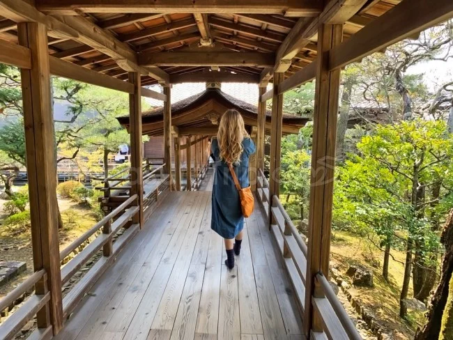 【京都 世界遺産】世界遺産「仁和寺」の桜・お花見【京都観光】