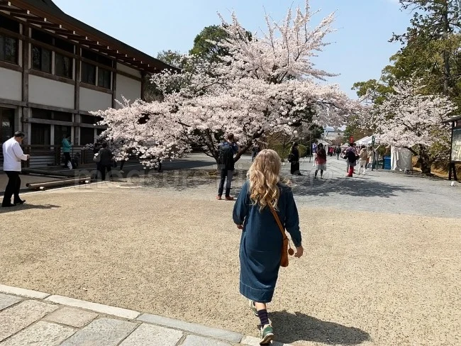 【京都 世界遺産】世界遺産「仁和寺」の桜・お花見【京都観光】