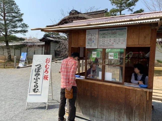 【京都 世界遺産】世界遺産「仁和寺」の桜・お花見【京都観光】
