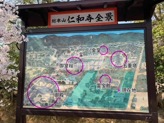 【京都 世界遺産】世界遺産「仁和寺」の桜・お花見【京都観光】