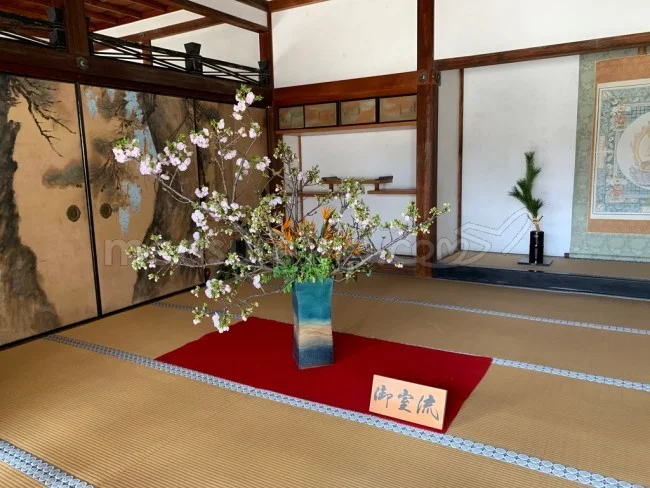 【京都 世界遺産】世界遺産「仁和寺」の桜・お花見【京都観光】