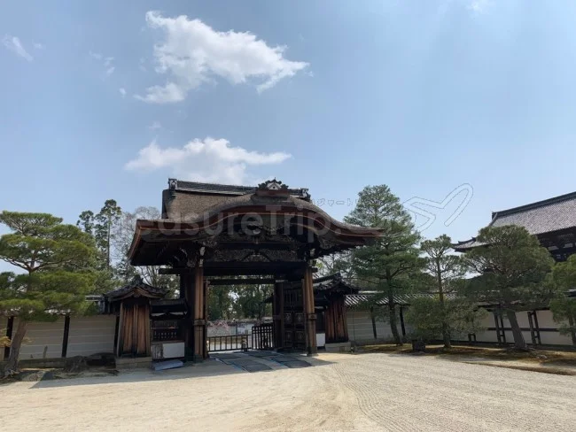【京都 世界遺産】世界遺産「仁和寺」の桜・お花見【京都観光】