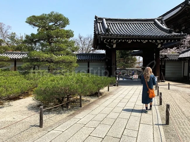 【京都 世界遺産】世界遺産「仁和寺」の桜・お花見【京都観光】