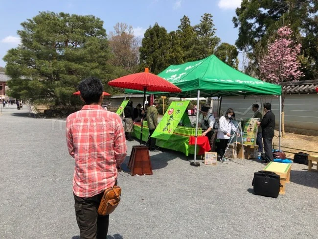 【京都 世界遺産】世界遺産「仁和寺」の桜・お花見【京都観光】